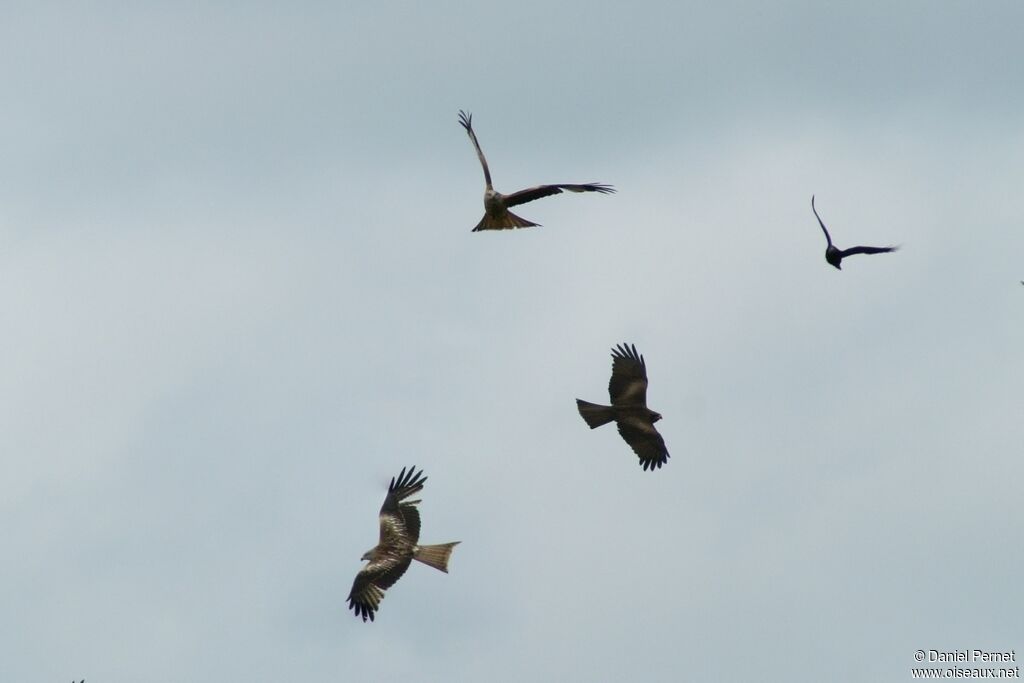 Black Kiteadult, Behaviour