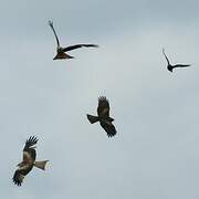 Black Kite