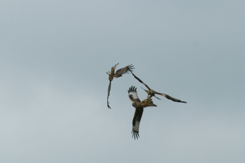 Black Kite