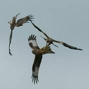 Black Kite