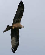 Black Kite