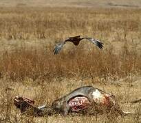 Black Kite