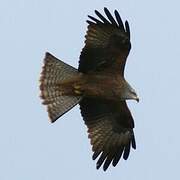 Black Kite