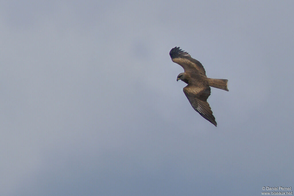 Black Kiteadult, Flight