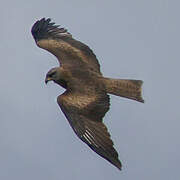 Black Kite