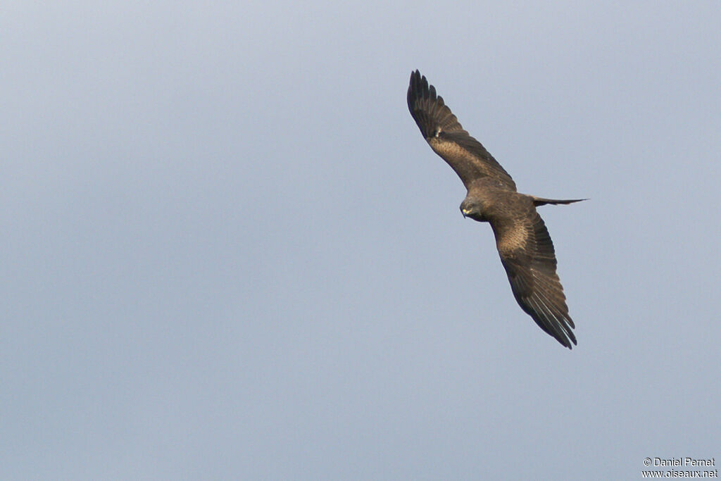 Black Kiteadult, Flight