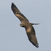 Black Kite