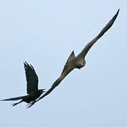 Black Kite