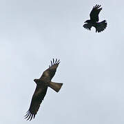 Black Kite