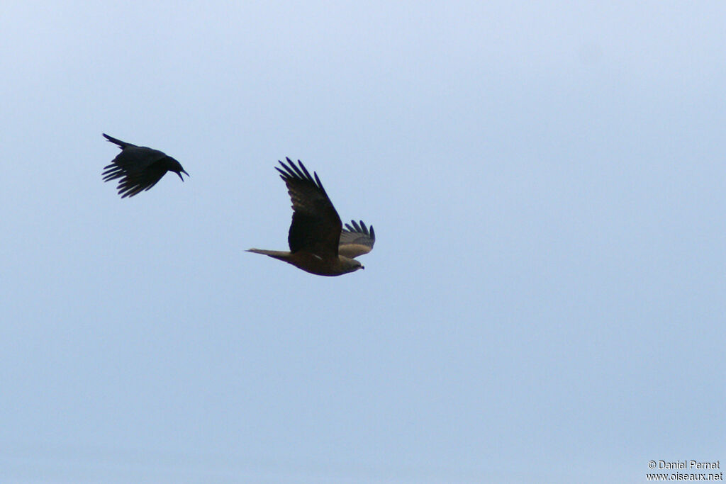 Black Kiteadult, Flight