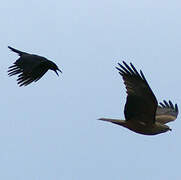 Black Kite