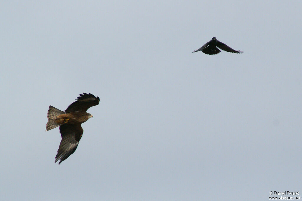 Black Kiteadult, Flight