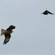 Black Kite