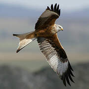 Red Kite