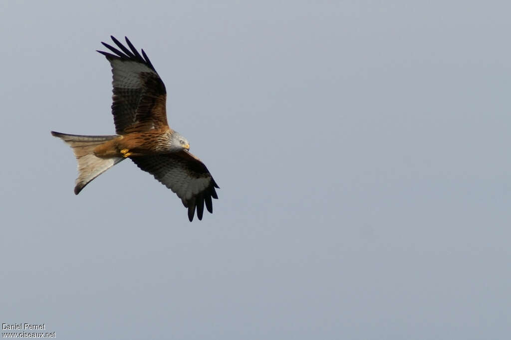 Red Kiteadult, pigmentation, Flight