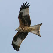 Red Kite