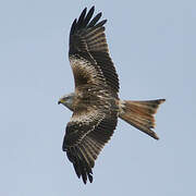 Red Kite