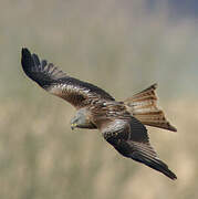 Red Kite