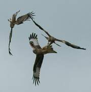 Red Kite