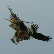 Red Kite