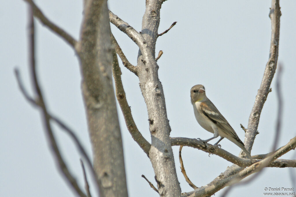 Moineau à gorge jaune mâle adulte, identification