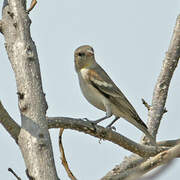 Yellow-throated Sparrow