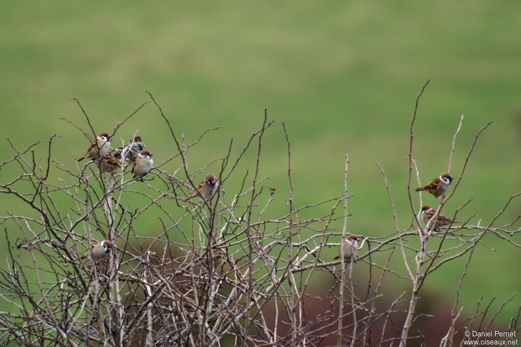 Eurasian Tree Sparrowadult post breeding, identification