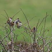 Eurasian Tree Sparrow