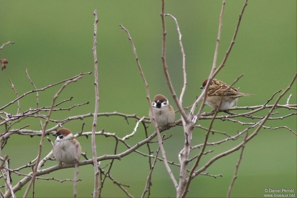 Moineau friquetadulte internuptial, identification