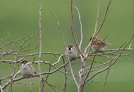 Eurasian Tree Sparrow