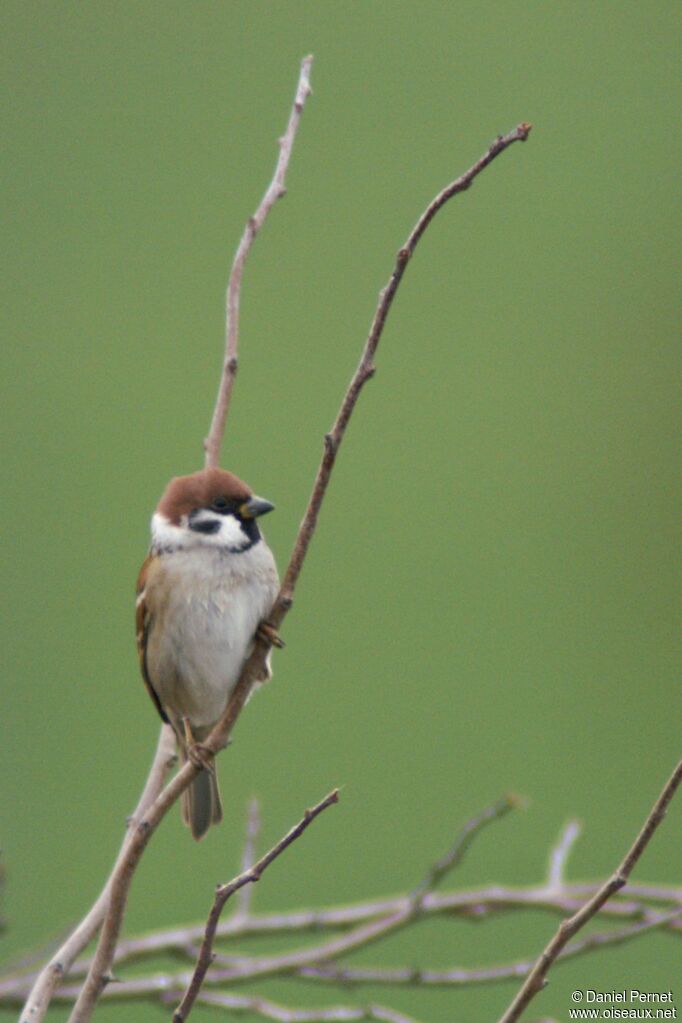 Eurasian Tree Sparrowadult post breeding, identification