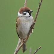 Eurasian Tree Sparrow