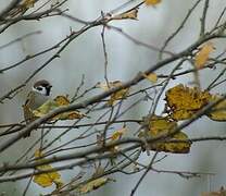 Eurasian Tree Sparrow