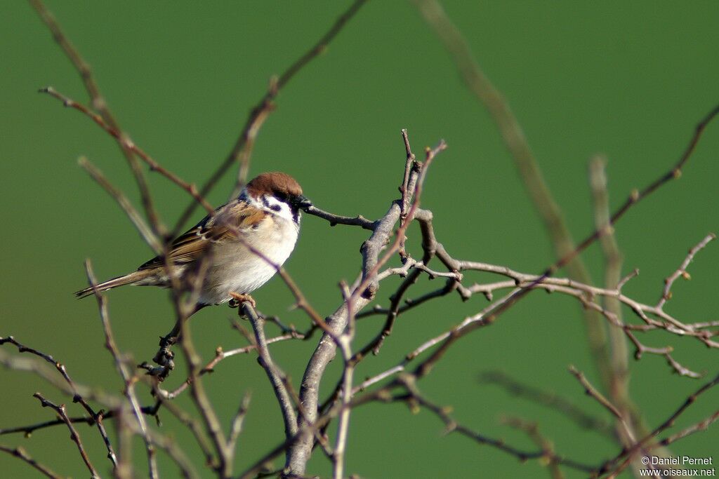 Moineau friquetadulte internuptial, identification