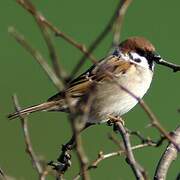 Eurasian Tree Sparrow