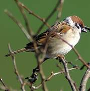 Eurasian Tree Sparrow