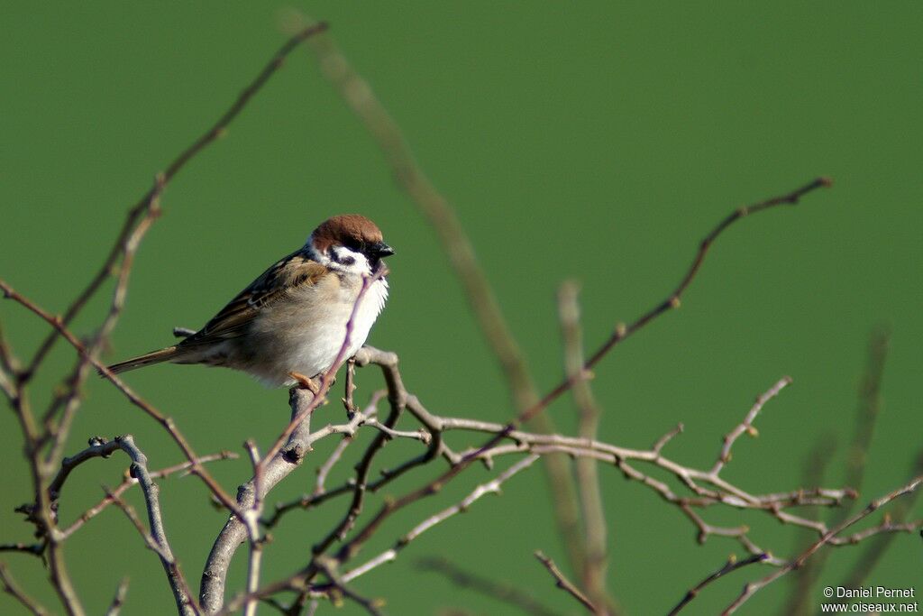 Eurasian Tree Sparrowadult post breeding, identification