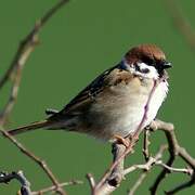 Eurasian Tree Sparrow