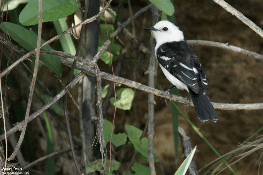 Black-backed Water Tyrantadult, identification, pigmentation