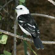 Black-backed Water Tyrant