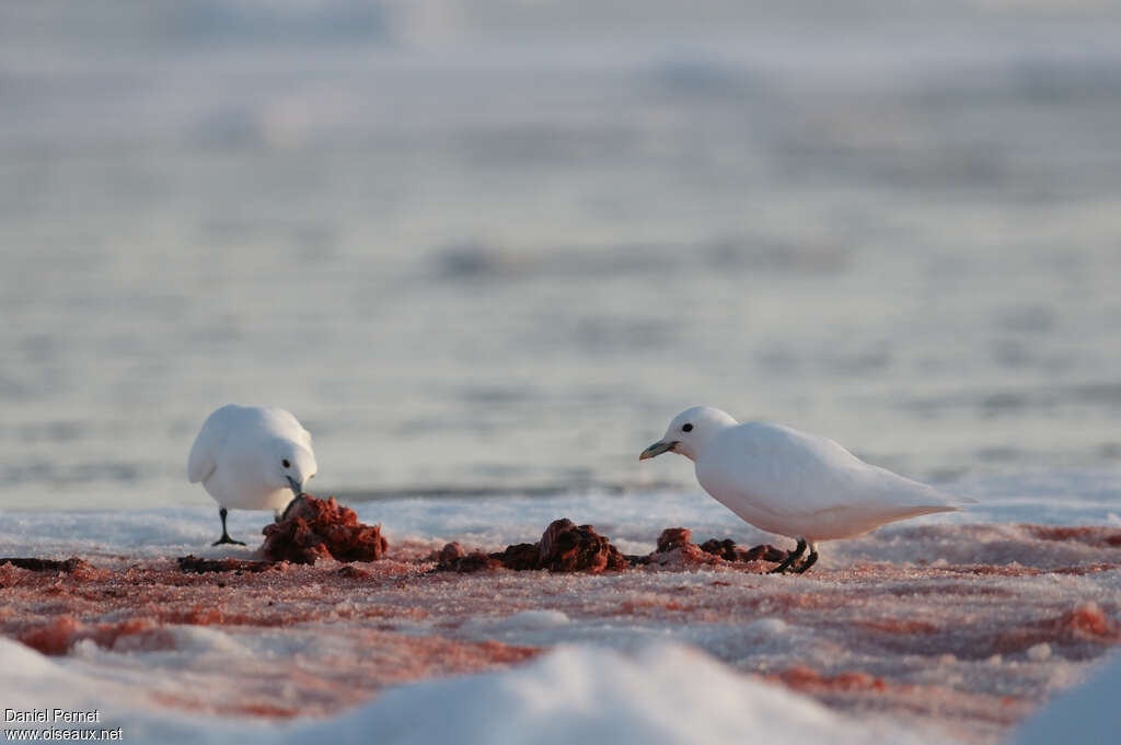 Mouette blancheadulte, régime, mange