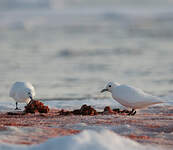 Mouette blanche