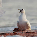 Mouette blanche