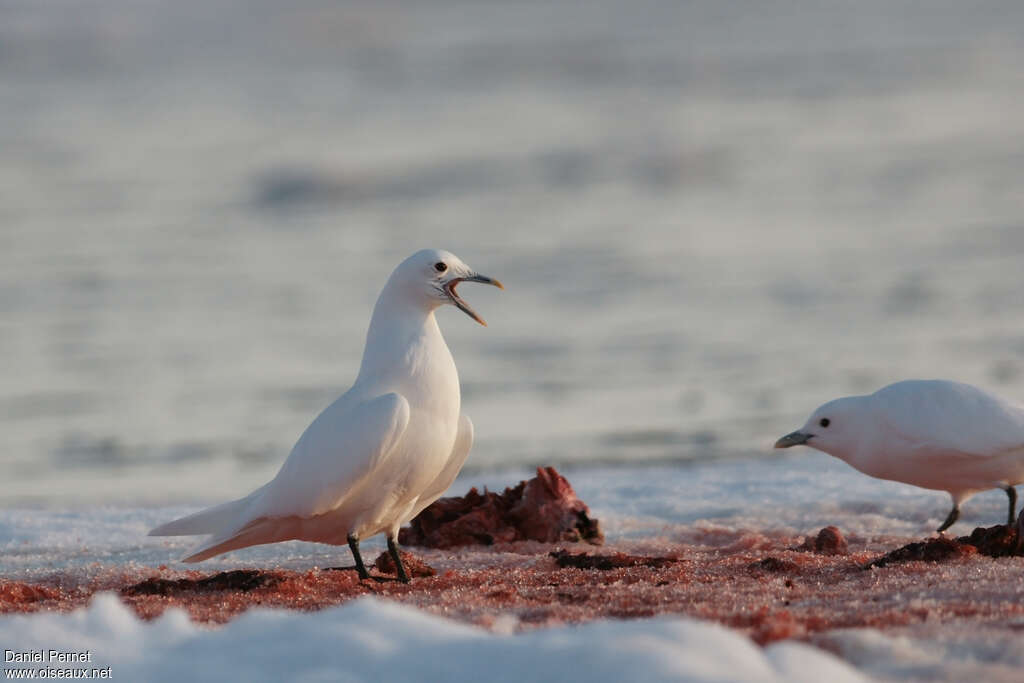 Mouette blancheadulte, Comportement