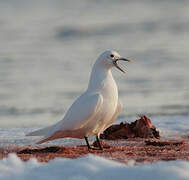 Mouette blanche