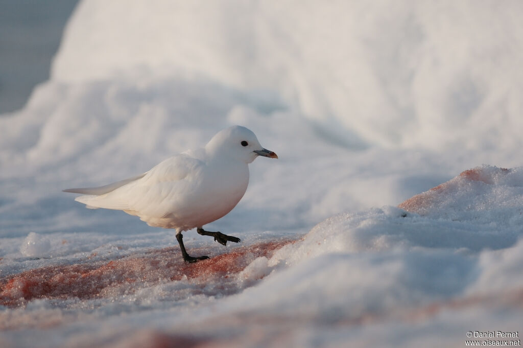 Mouette blancheadulte, identification, marche