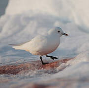 Ivory Gull