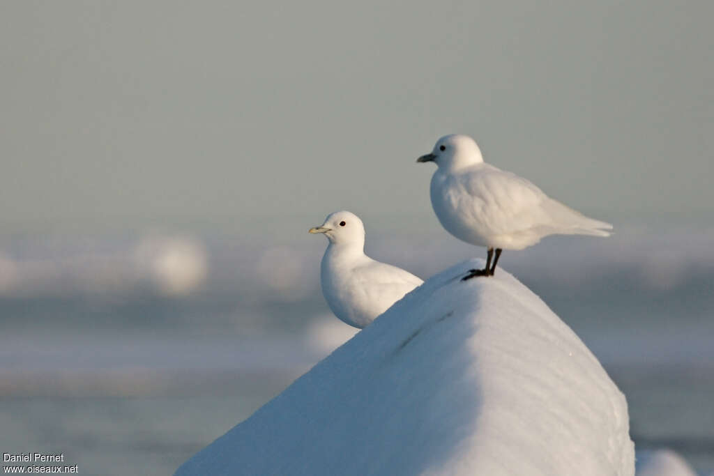 Mouette blancheadulte, habitat, Comportement