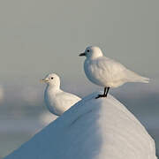 Mouette blanche