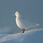 Mouette blanche